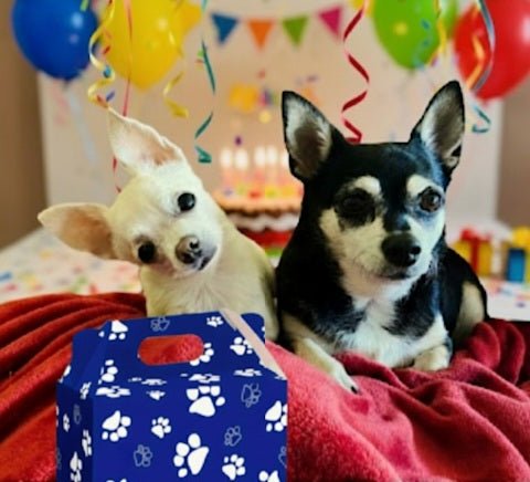 Perritos junto a caja de regalo de Pack Peludo, con fondo decorado ce fiesta de cumpleaños 