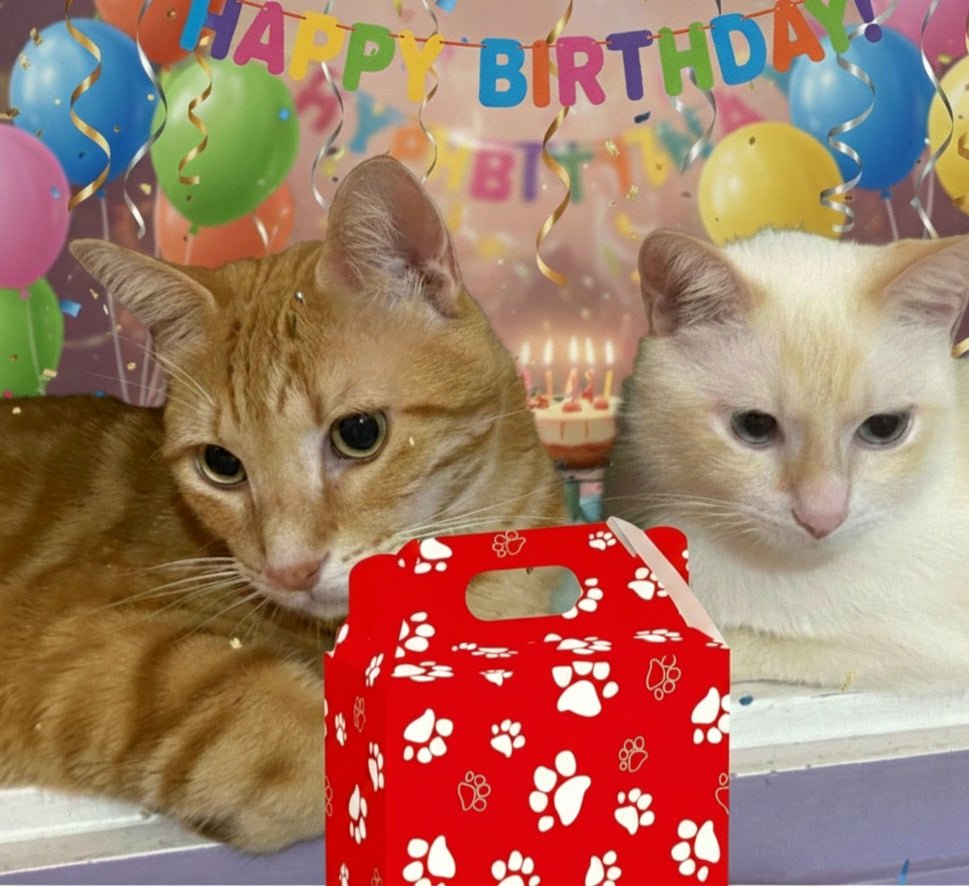 Gatos con caja de regalo roja con huellas blancas, en fondo de fiesta.